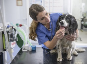 Choque anafilático em cães