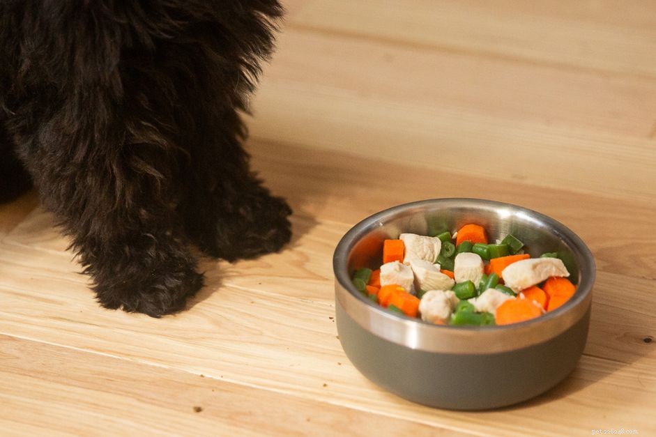 Redenen waarom uw puppy niet wil eten en hoe u ermee kunt stoppen