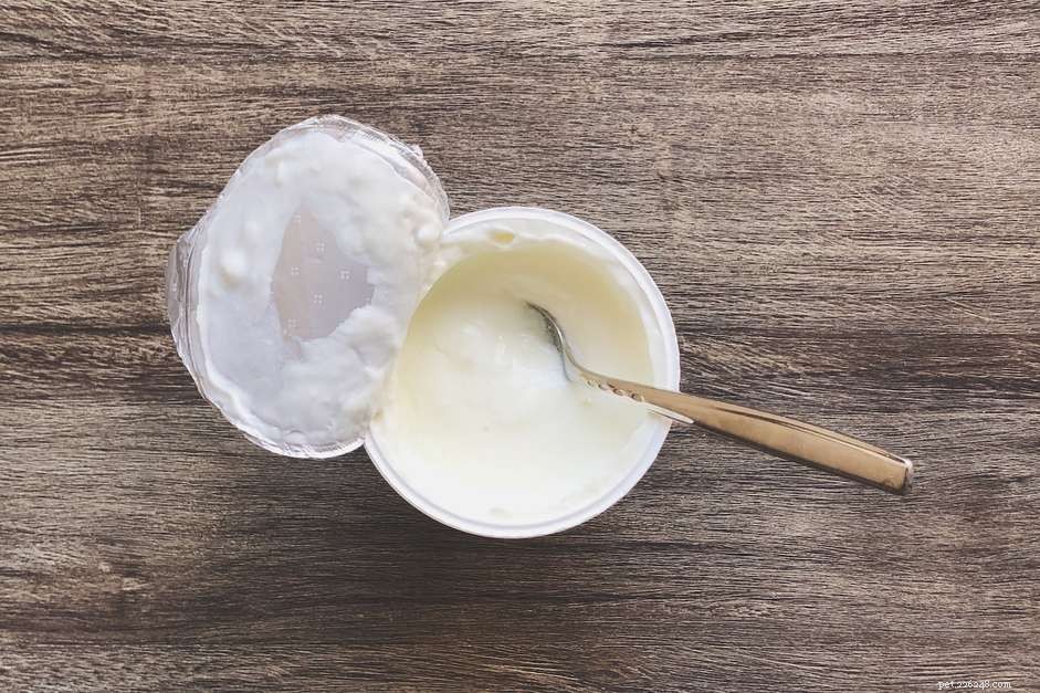 Kan hundar äta yoghurt?