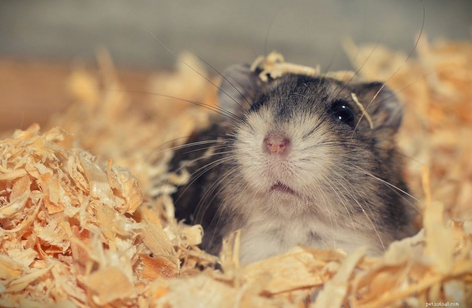 Waarom eten hamsters soms hun baby s?