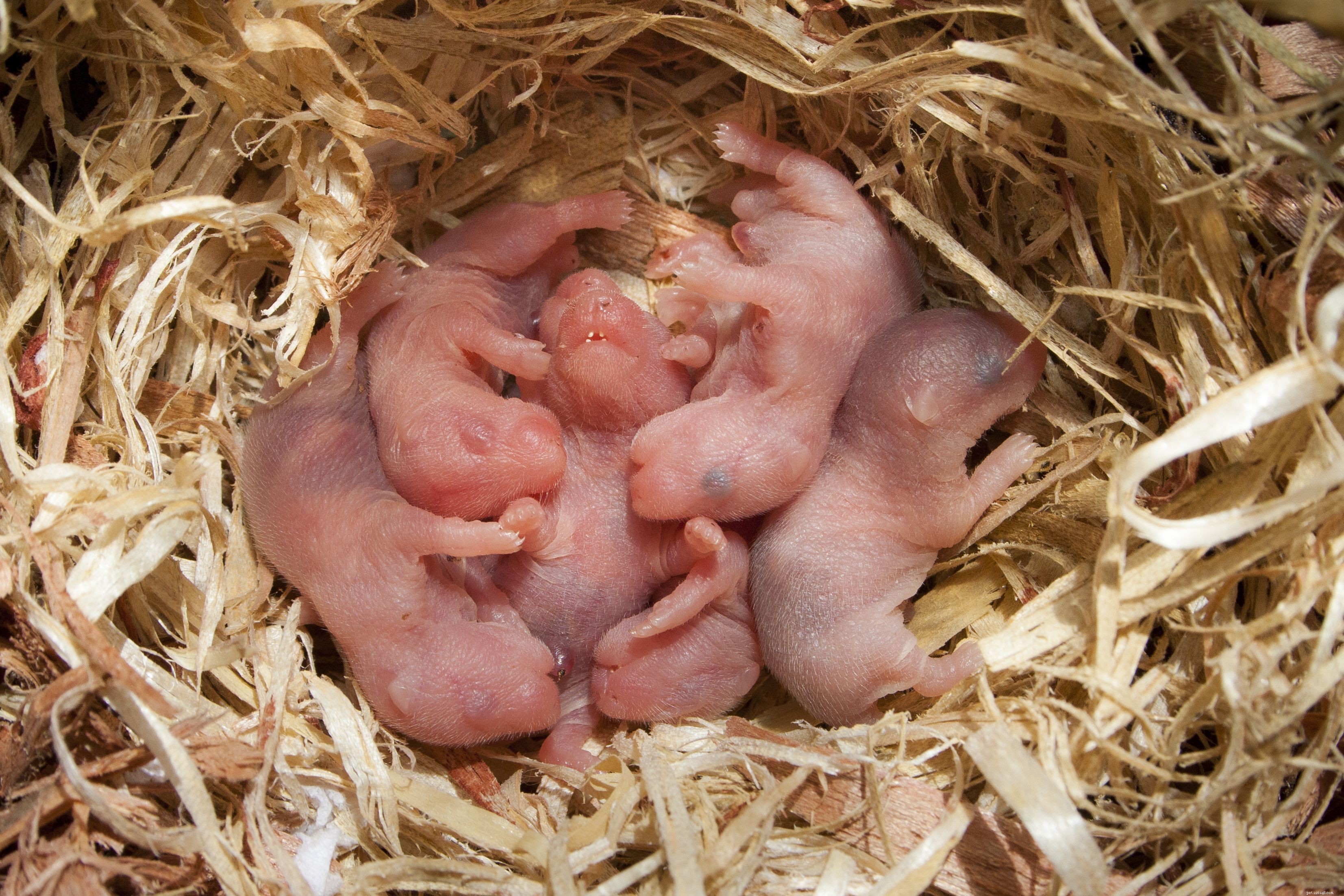 Waarom eten hamsters soms hun baby s?