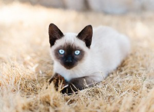 Doença vestibular em gatos