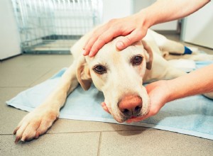 O que significam gengivas claras em cães?