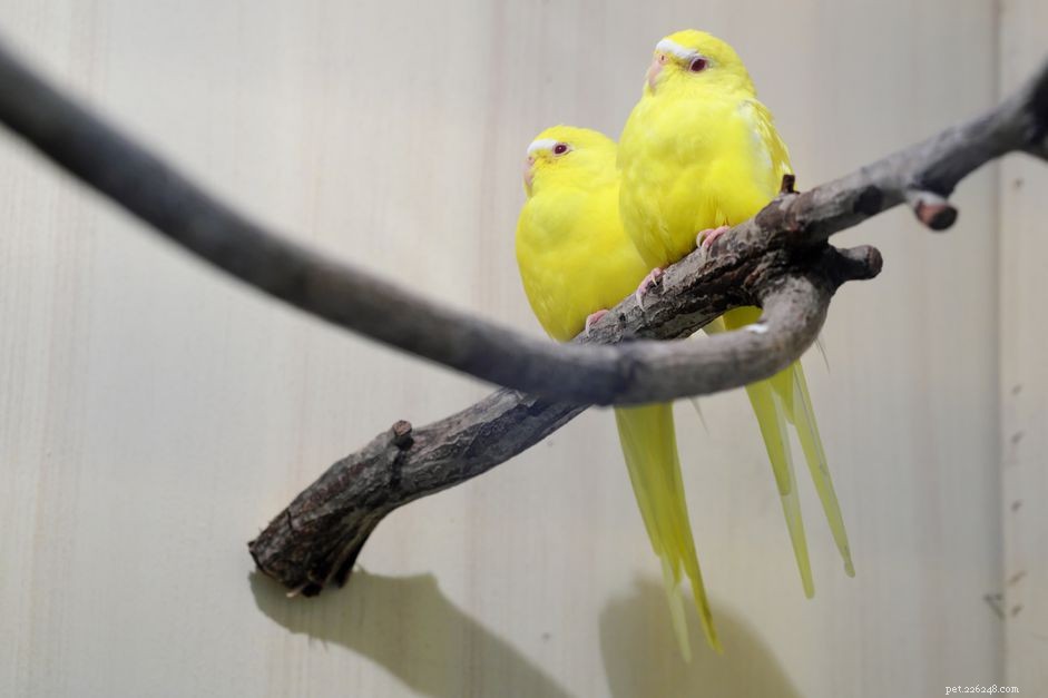 Perruche Lutino :profil d espèce d oiseau
