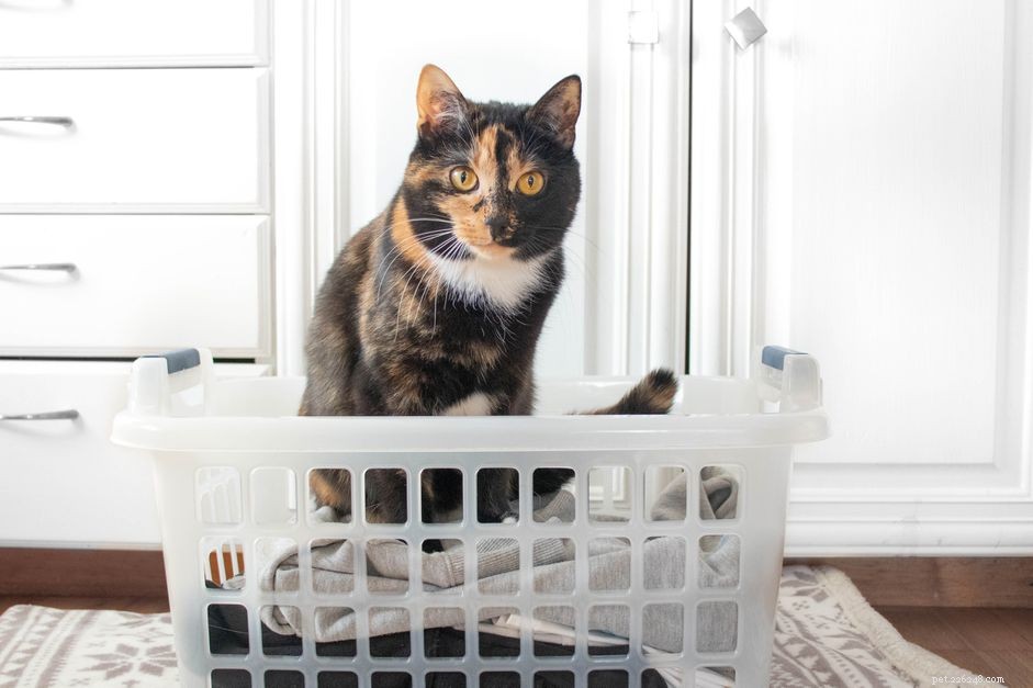 아파트 생활을 위한 10가지 최고의 고양이 품종