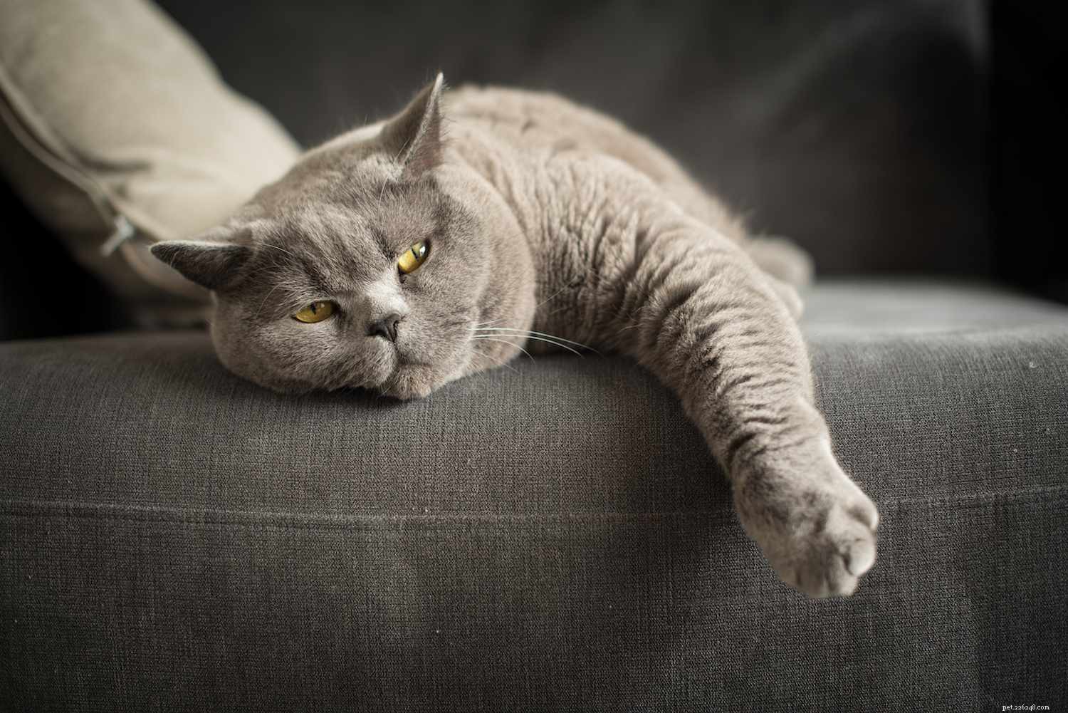 10 meilleures races de chats pour la vie en appartement 