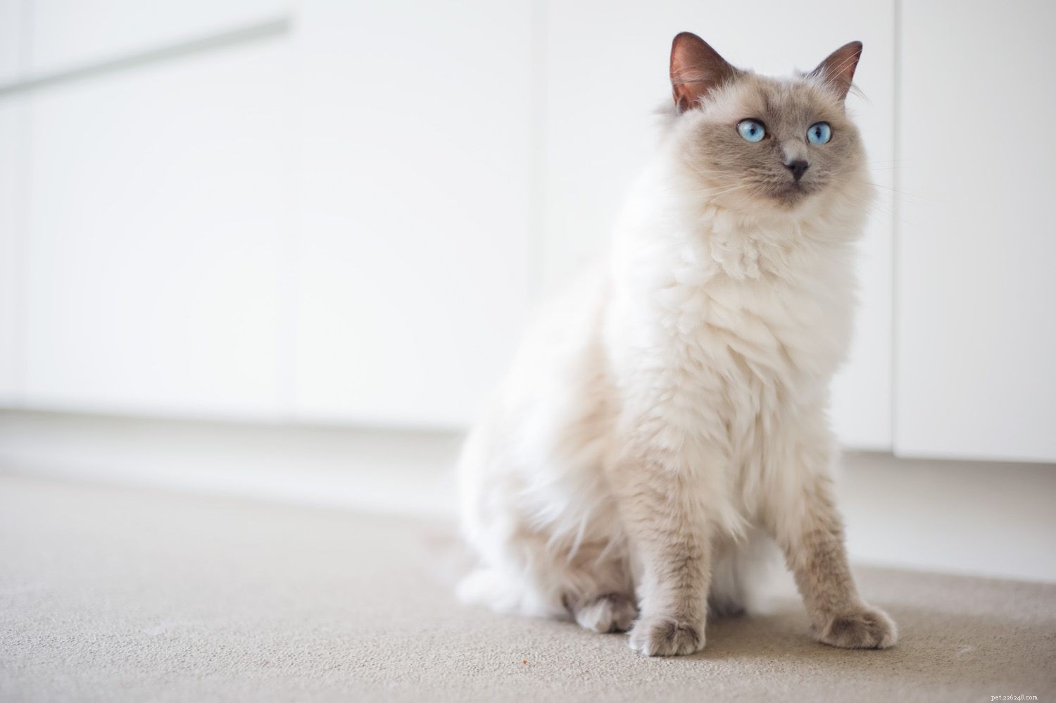 아파트 생활을 위한 10가지 최고의 고양이 품종