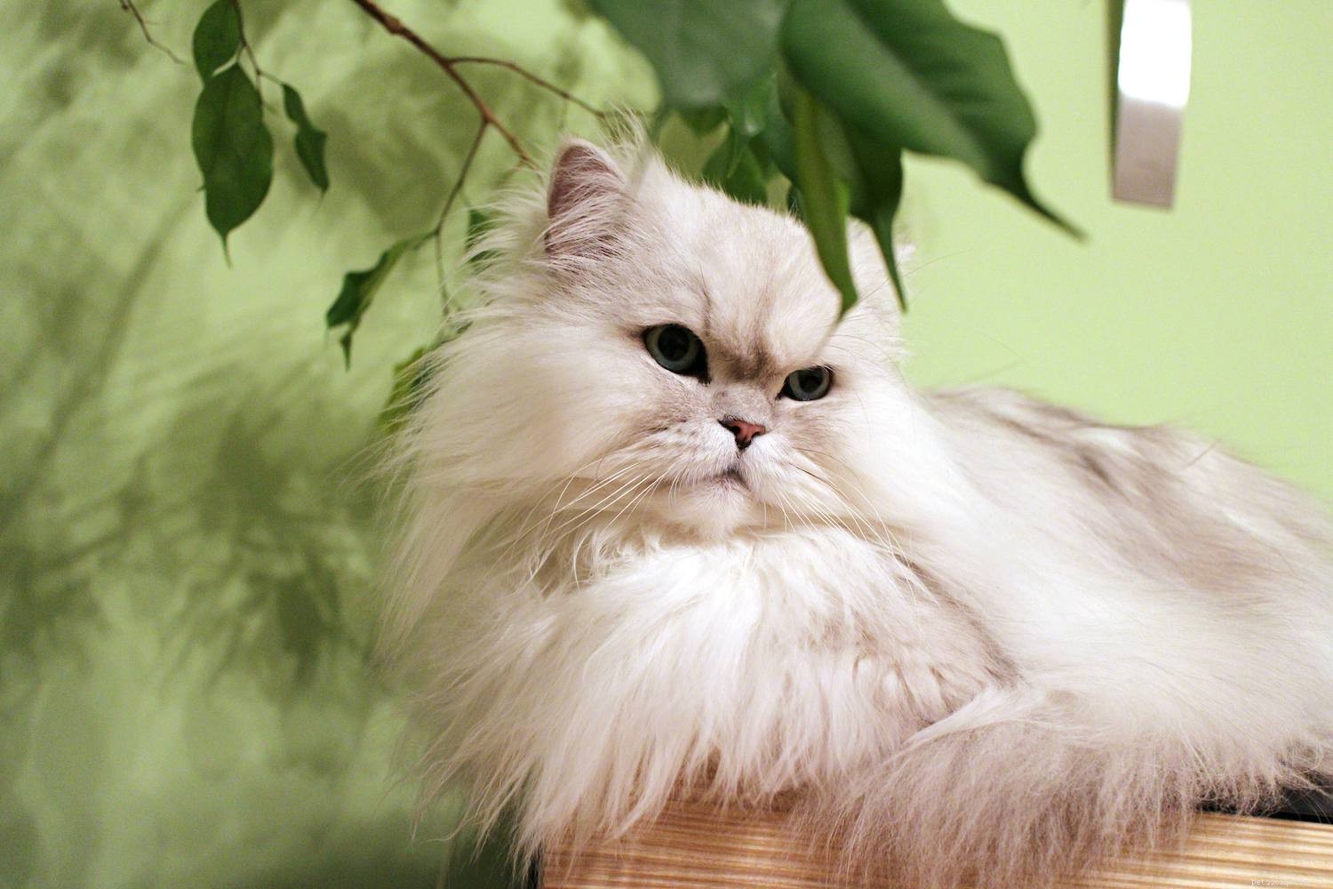 10 nejlepších plemen koček pro bydlení v bytě