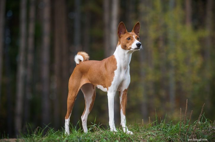 20 krátkosrstých plemen psů pro nižší údržbu