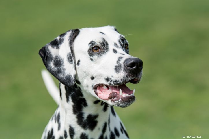 20 raças de cães de pelo curto para cuidados de manutenção menores