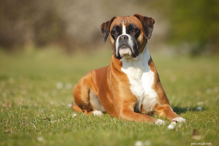 20 короткошерстных пород собак, требующих минимального ухода