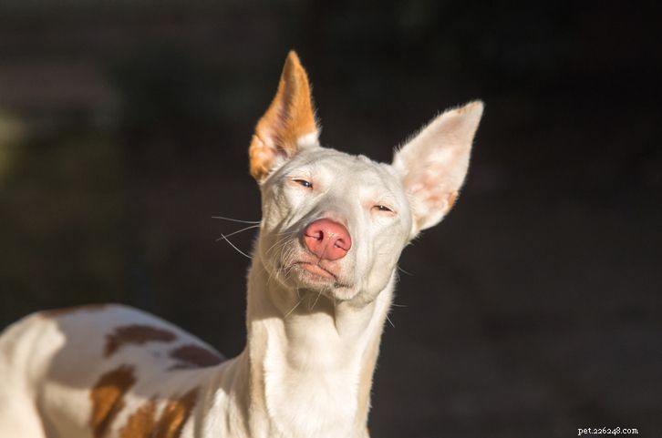20 races de chiens à poils courts pour des soins nécessitant moins d entretien