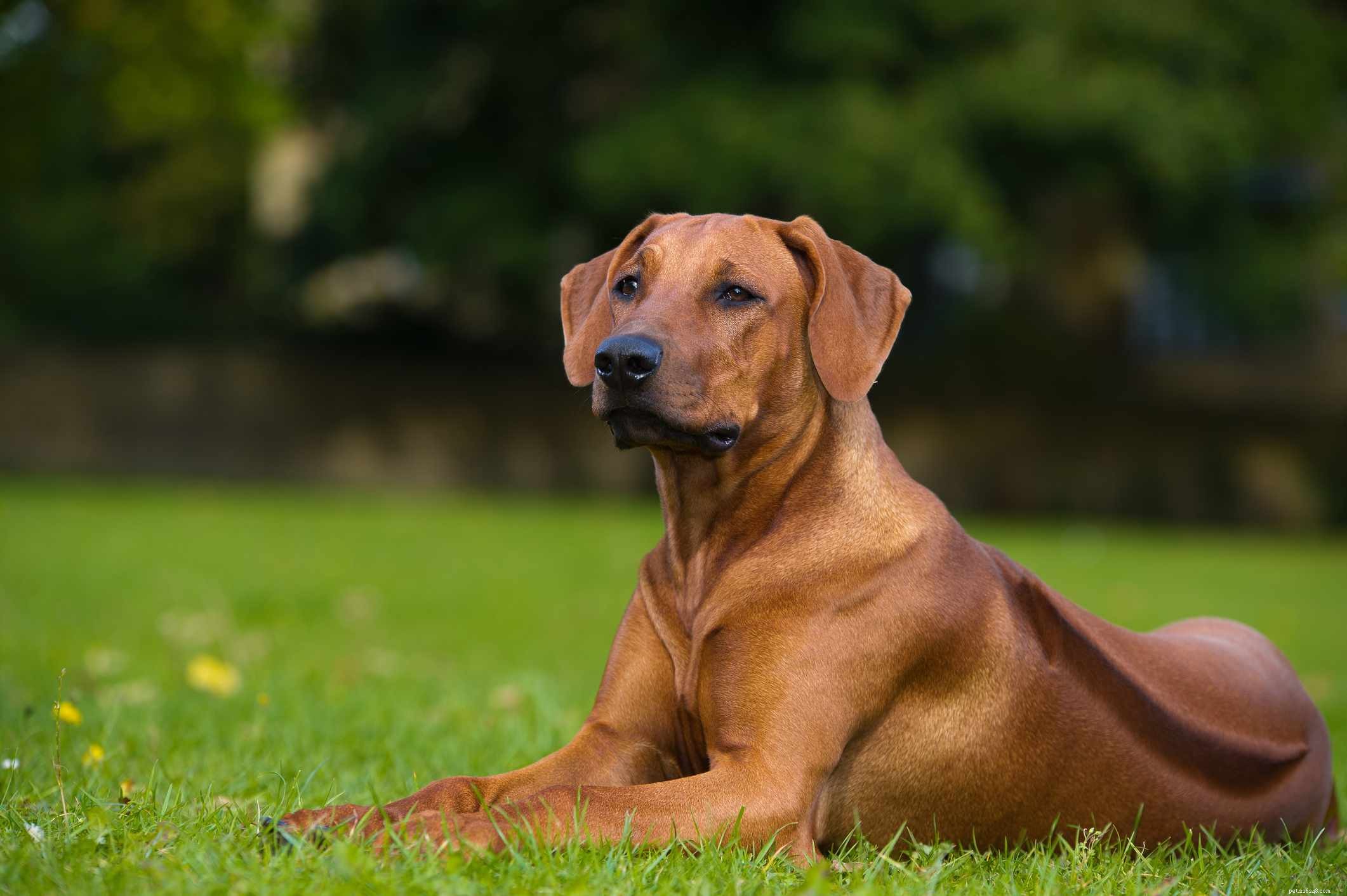 20 raças de cães de pelo curto para cuidados de manutenção menores