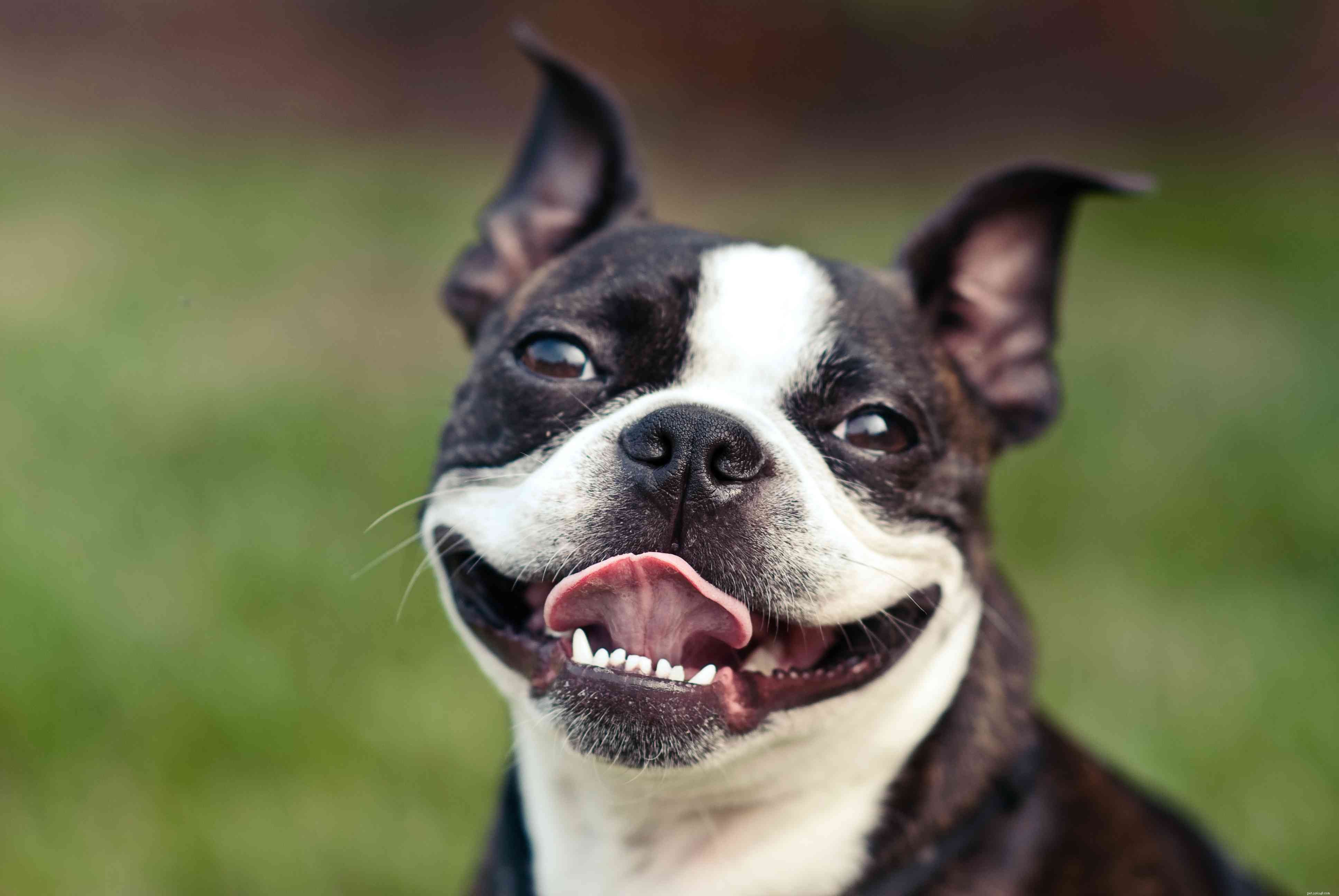20 races de chiens à poils courts pour des soins nécessitant moins d entretien