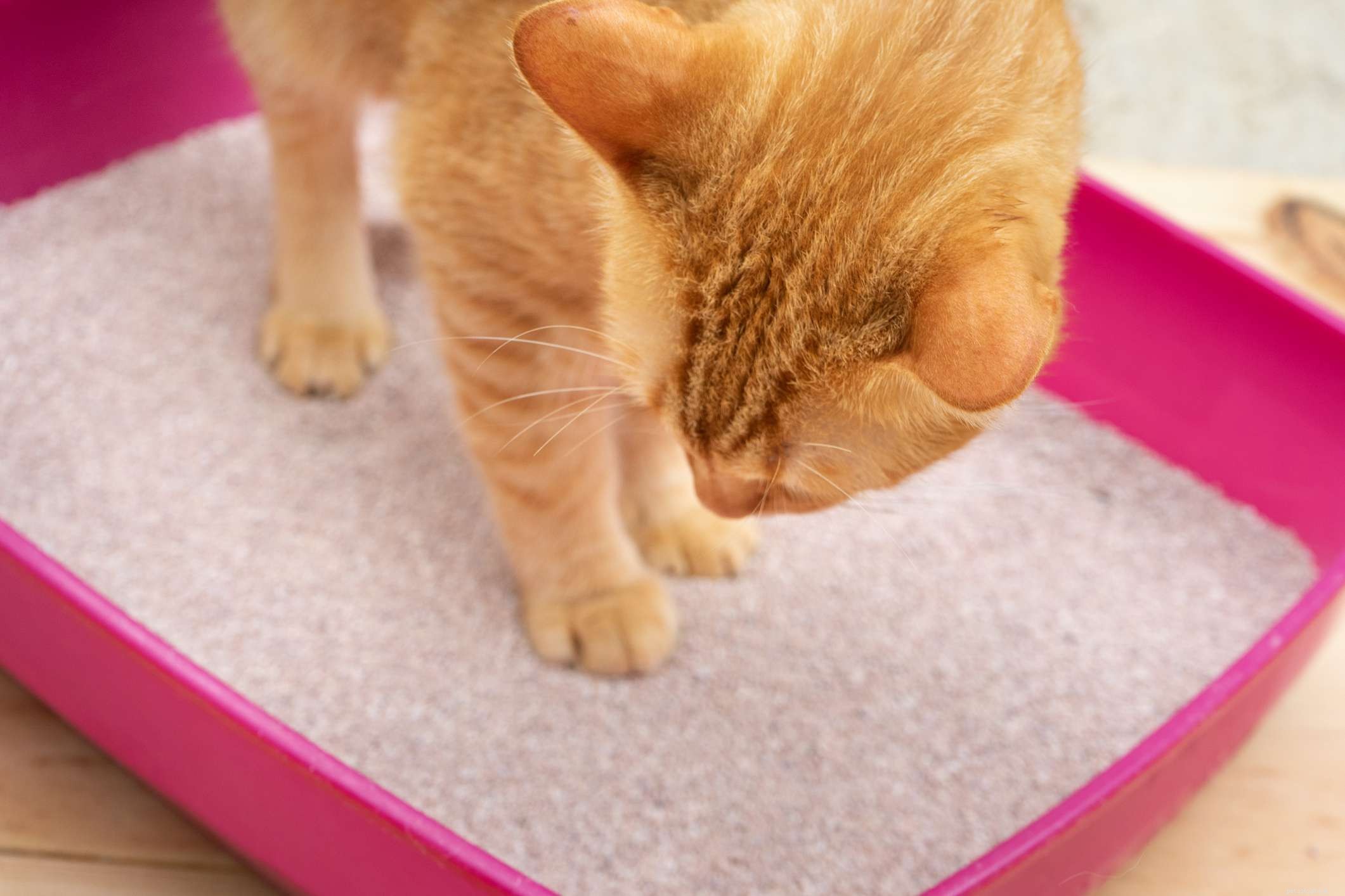 猫の一般的な泌尿器の問題 