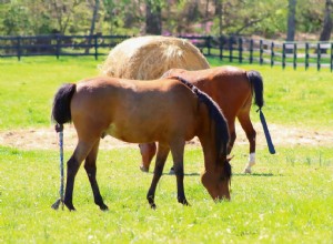 Quanto custa cuidar de um cavalo?