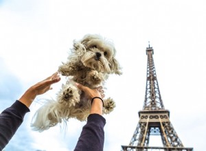 75 французских имен домашних животных