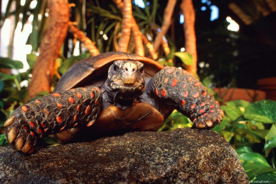 Красноногие черепахи:профиль вида