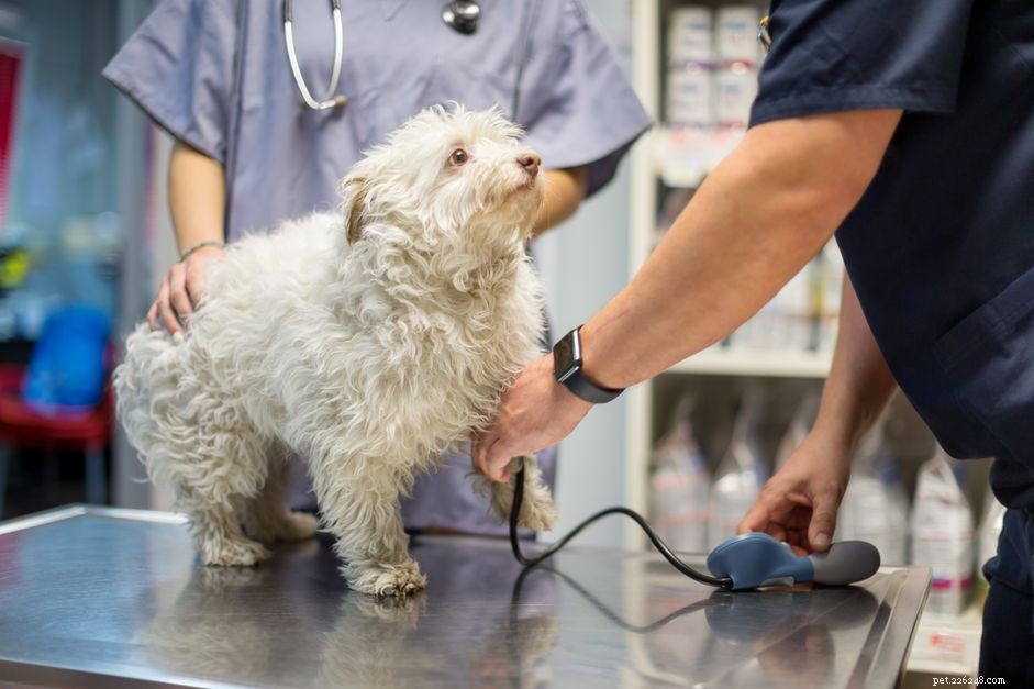 L hypertension chez les chiens