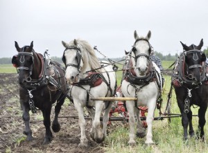 10 melhores raças de cavalos de condução para puxar uma carruagem