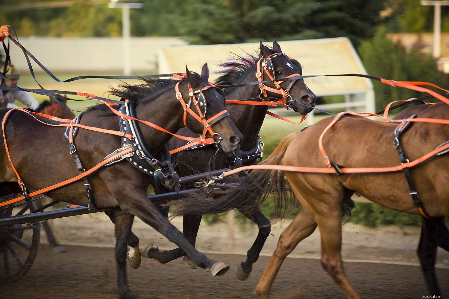 10 bästa drivande hästraser för att dra en vagn