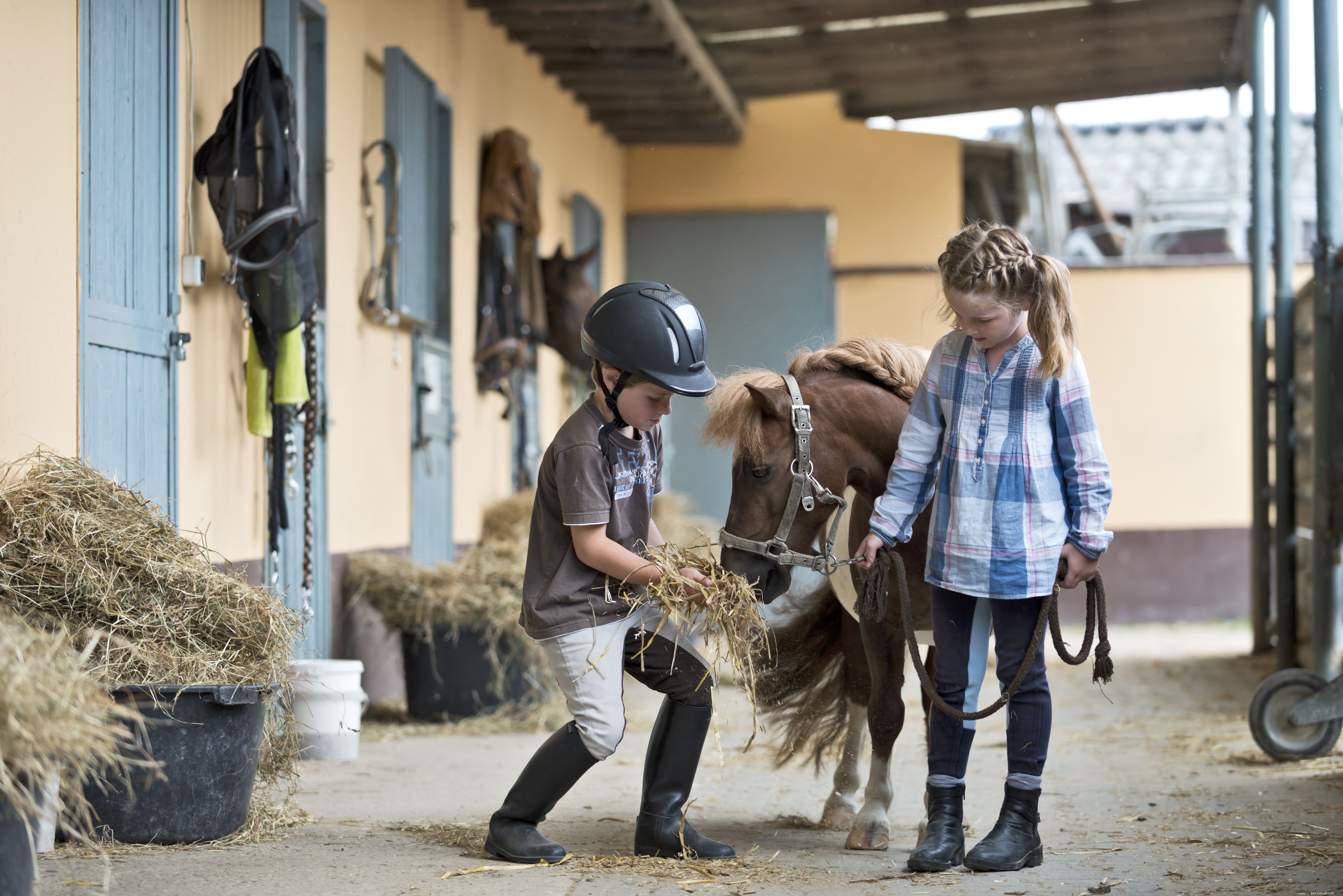10 meilleures races de chevaux et de poneys pour les enfants