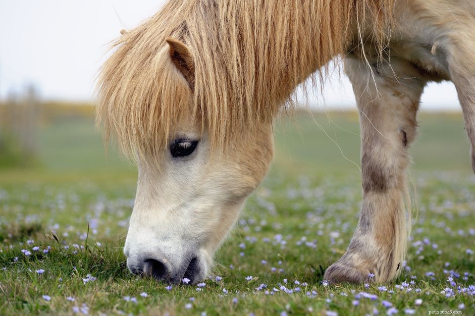 10 migliori razze di cavalli e pony per bambini