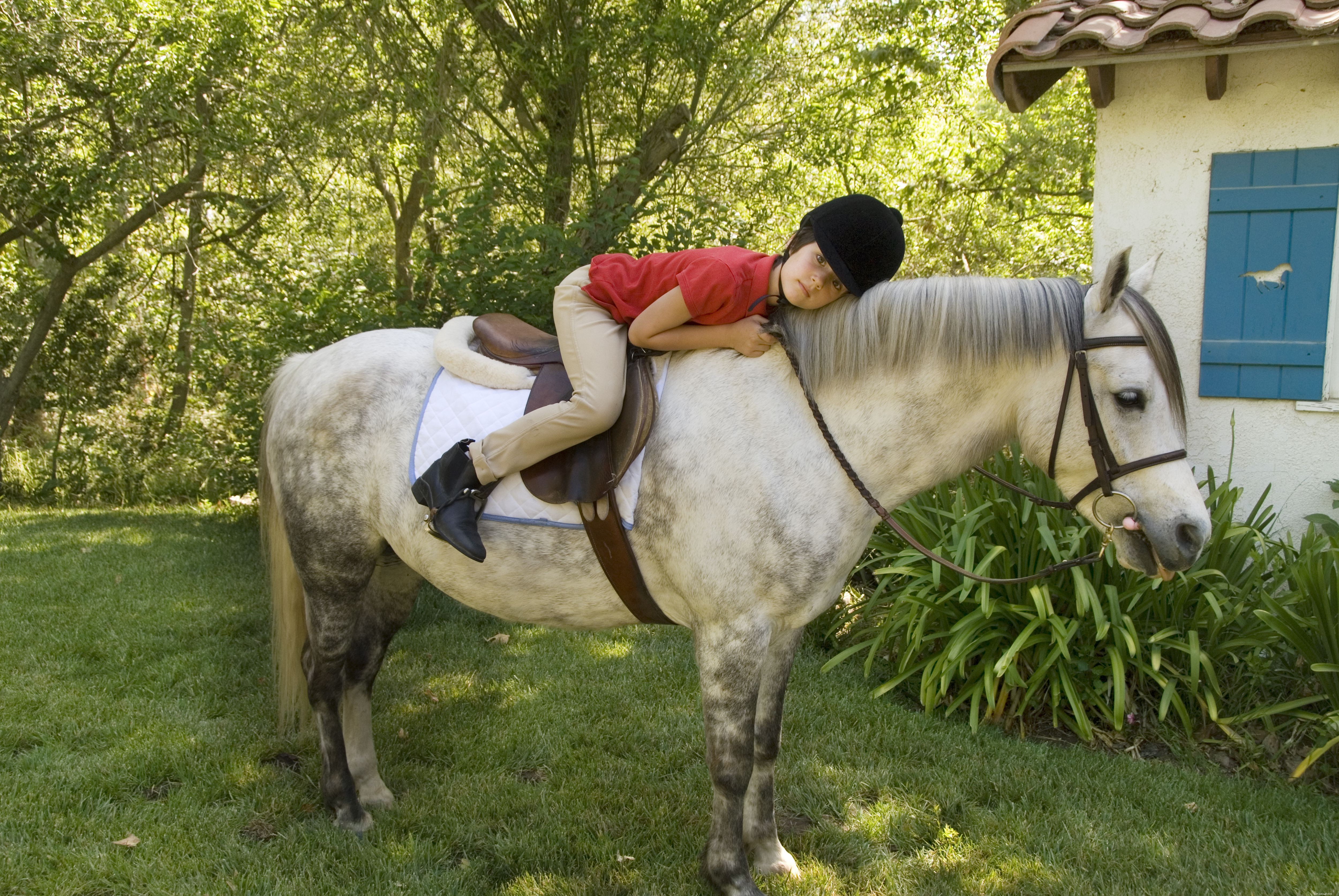 10 nejlepších plemen koní a poníků pro děti 
