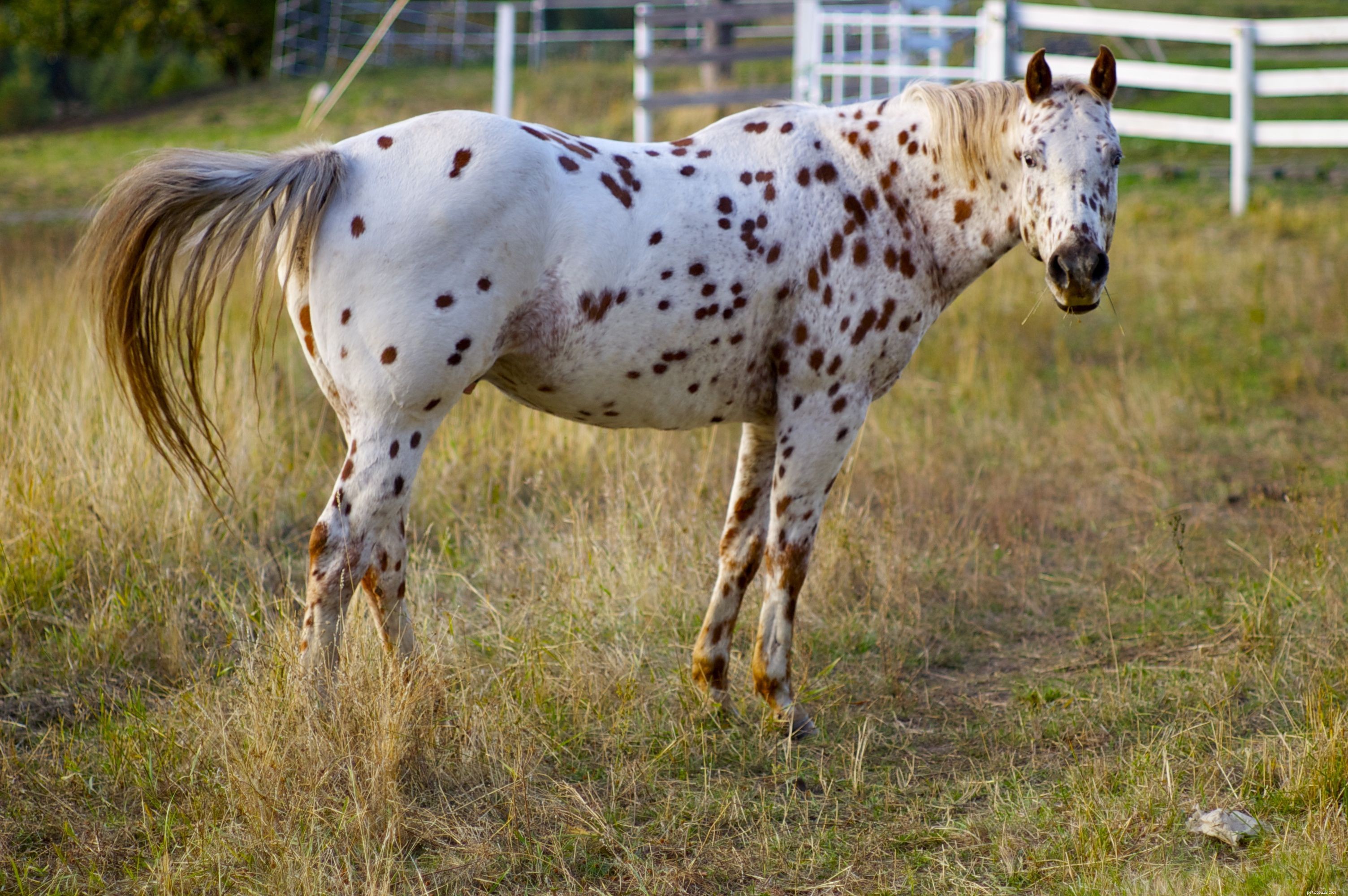 10 лучших пород лошадей и пони для детей