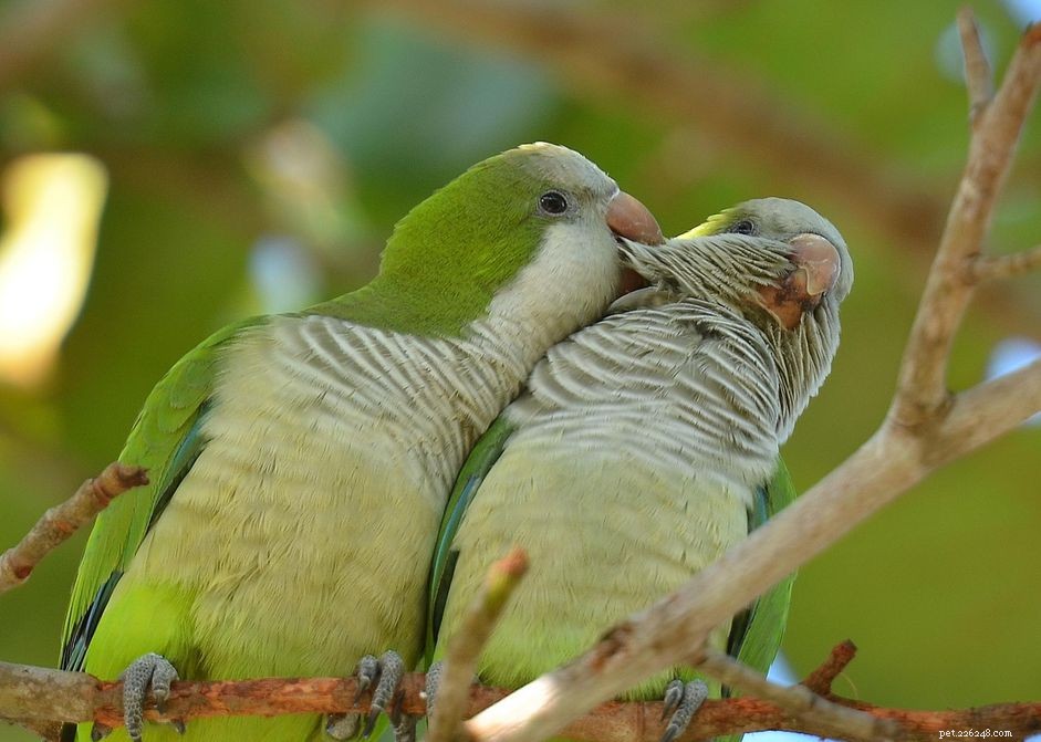 Quaker papegoja (munkparakit):Fågelartsprofil