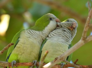 Papoušek kvakerský (papoušek mnich):Profil druhů ptáků