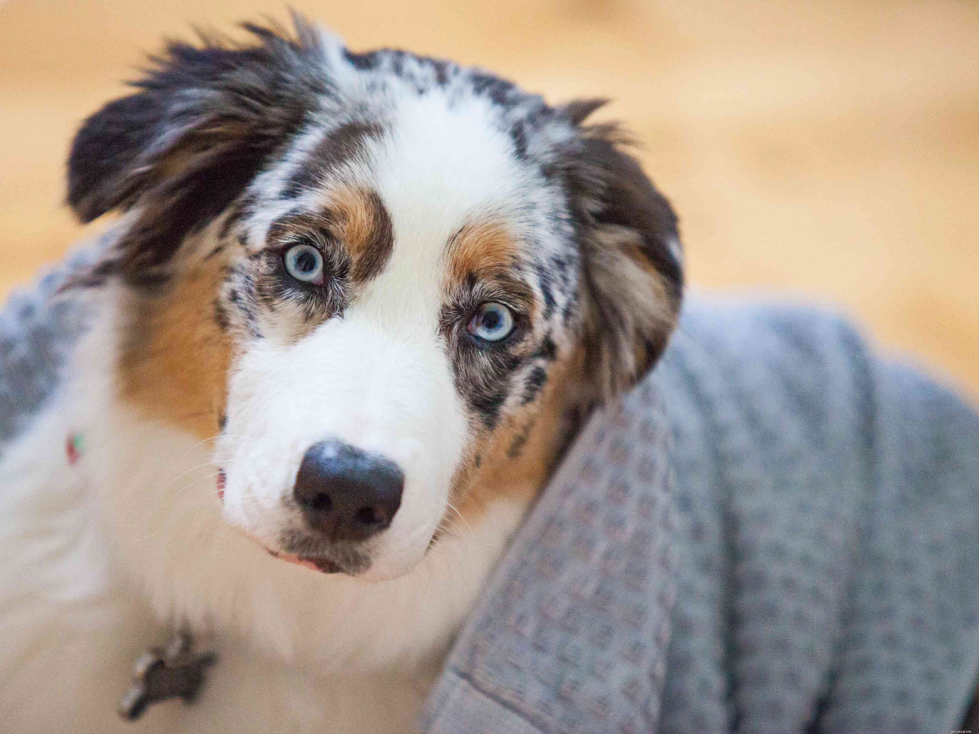 10 пород собак с голубыми глазами