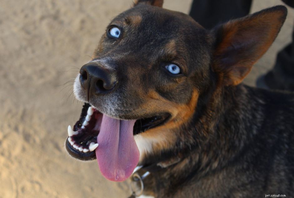 10 races de chiens aux yeux bleus
