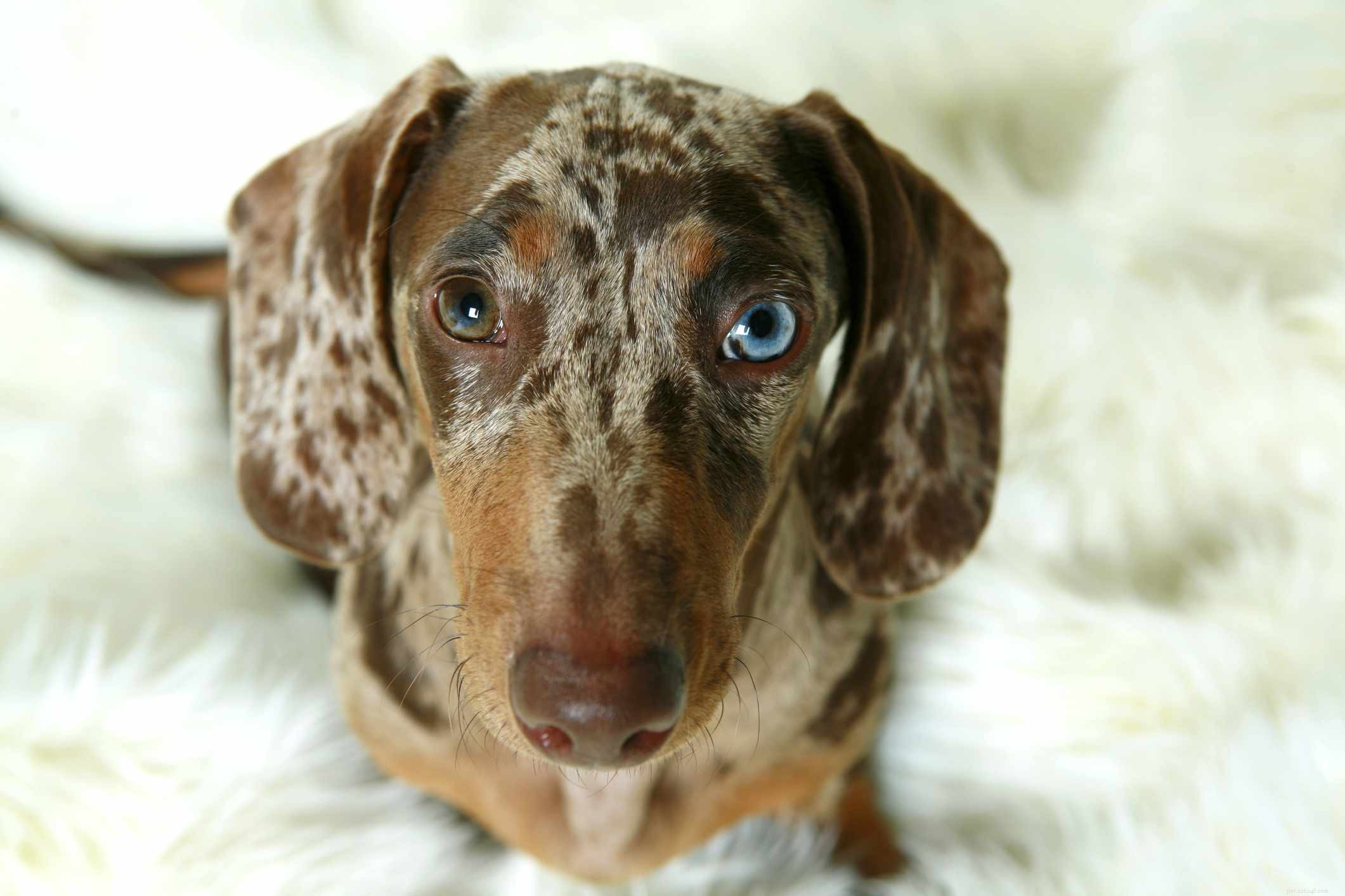 10 hondenrassen met blauwe ogen