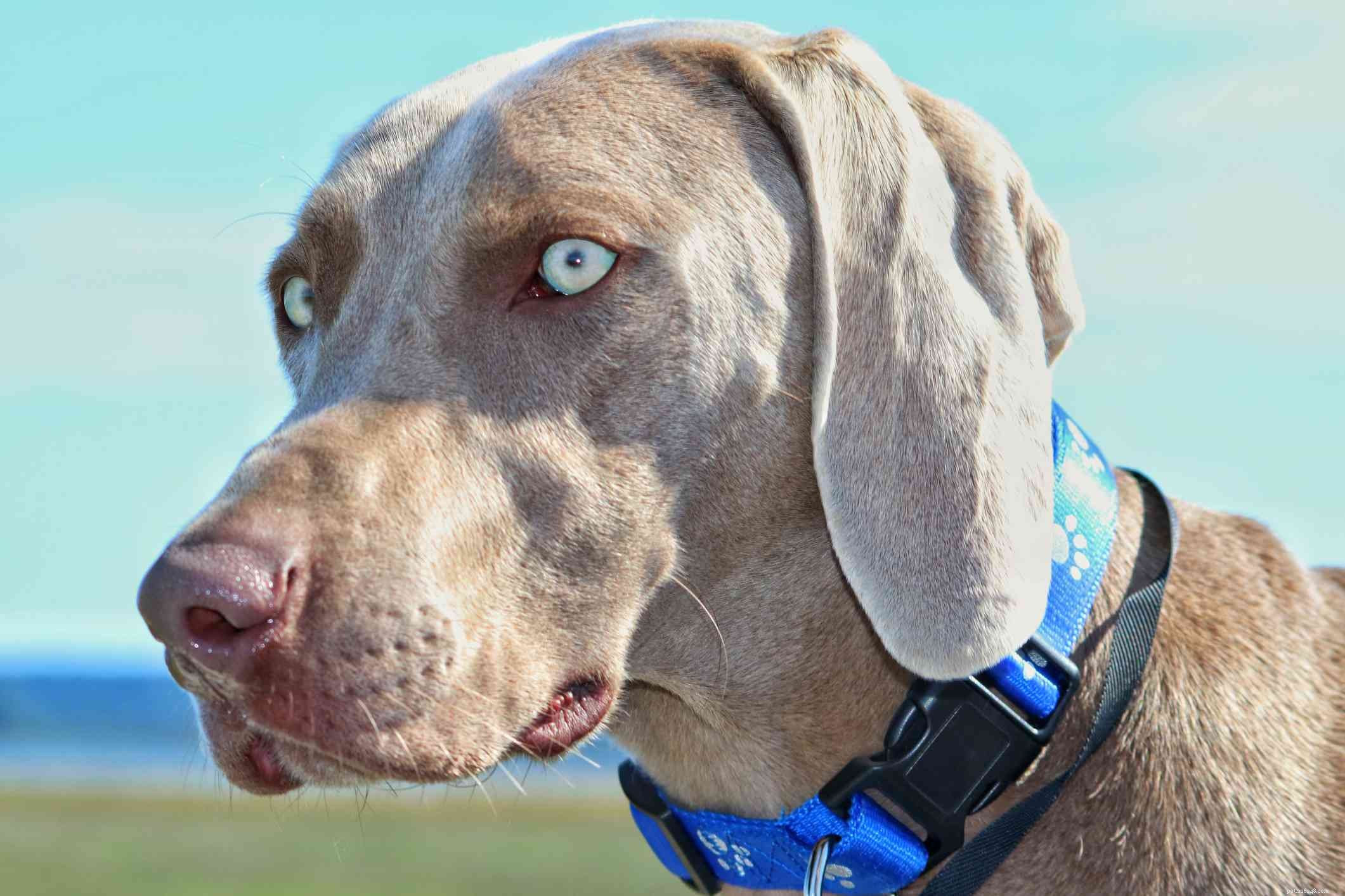 10 races de chiens aux yeux bleus