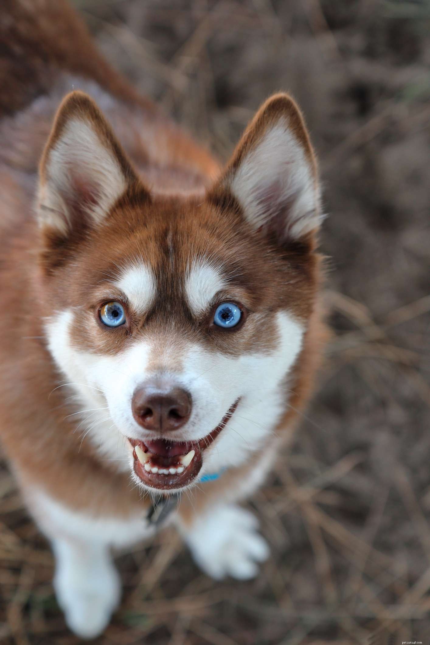 10 hondenrassen met blauwe ogen