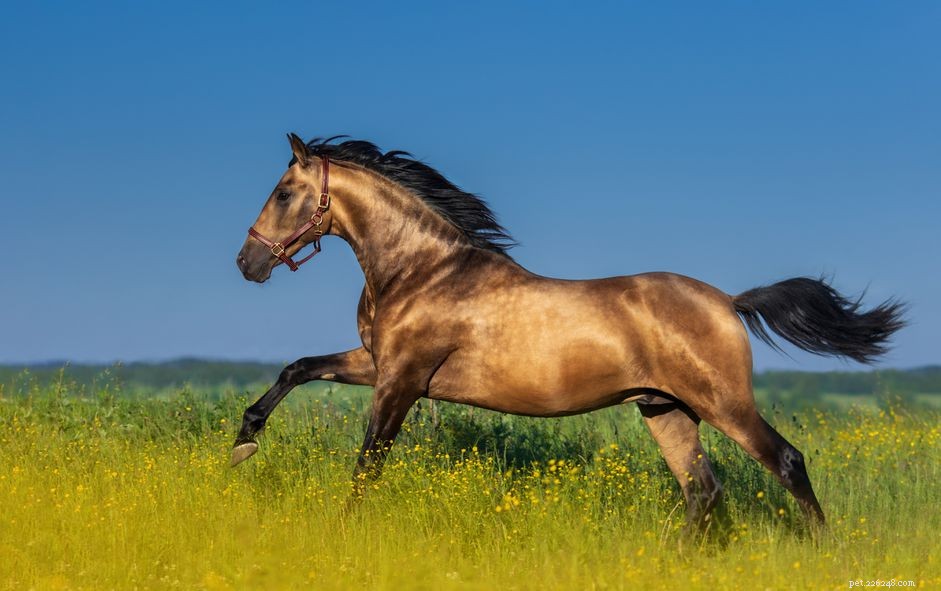 スペインの最高の馬の品種10 