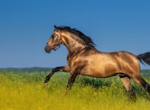 10 melhores raças de cavalos espanhóis