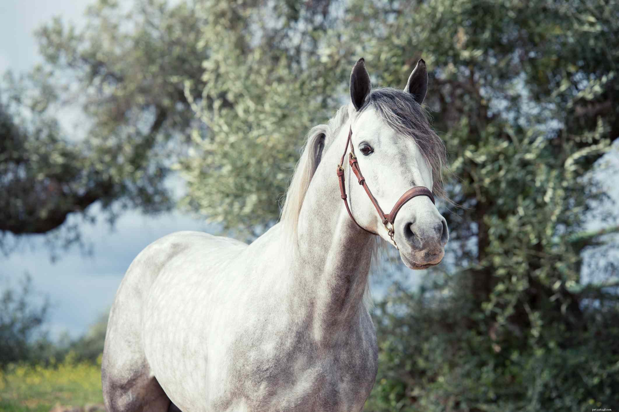 10 beste Spaanse paardenrassen