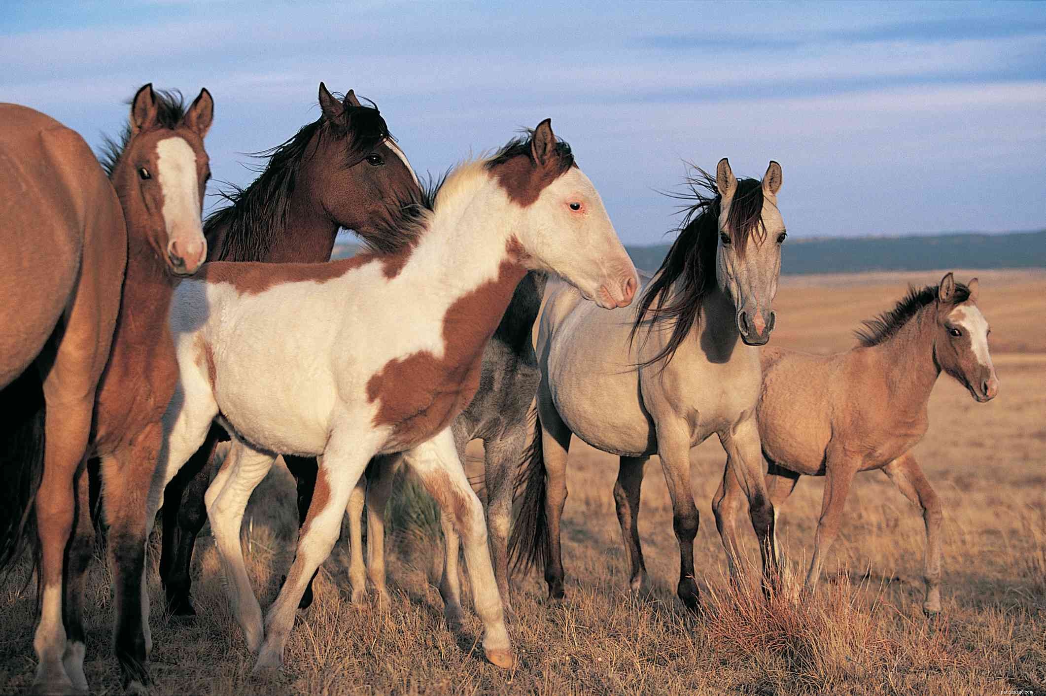 10 melhores raças de cavalos espanhóis