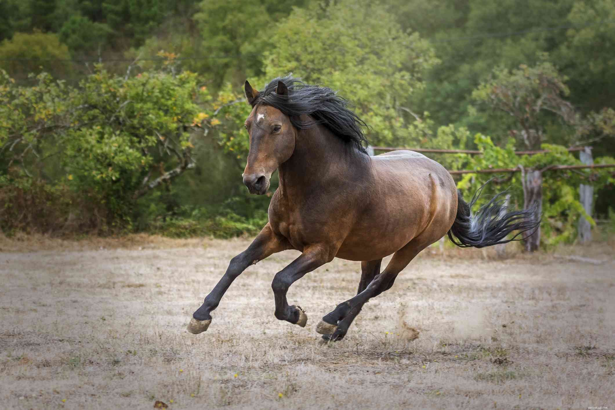 10 migliori razze di cavalli spagnoli