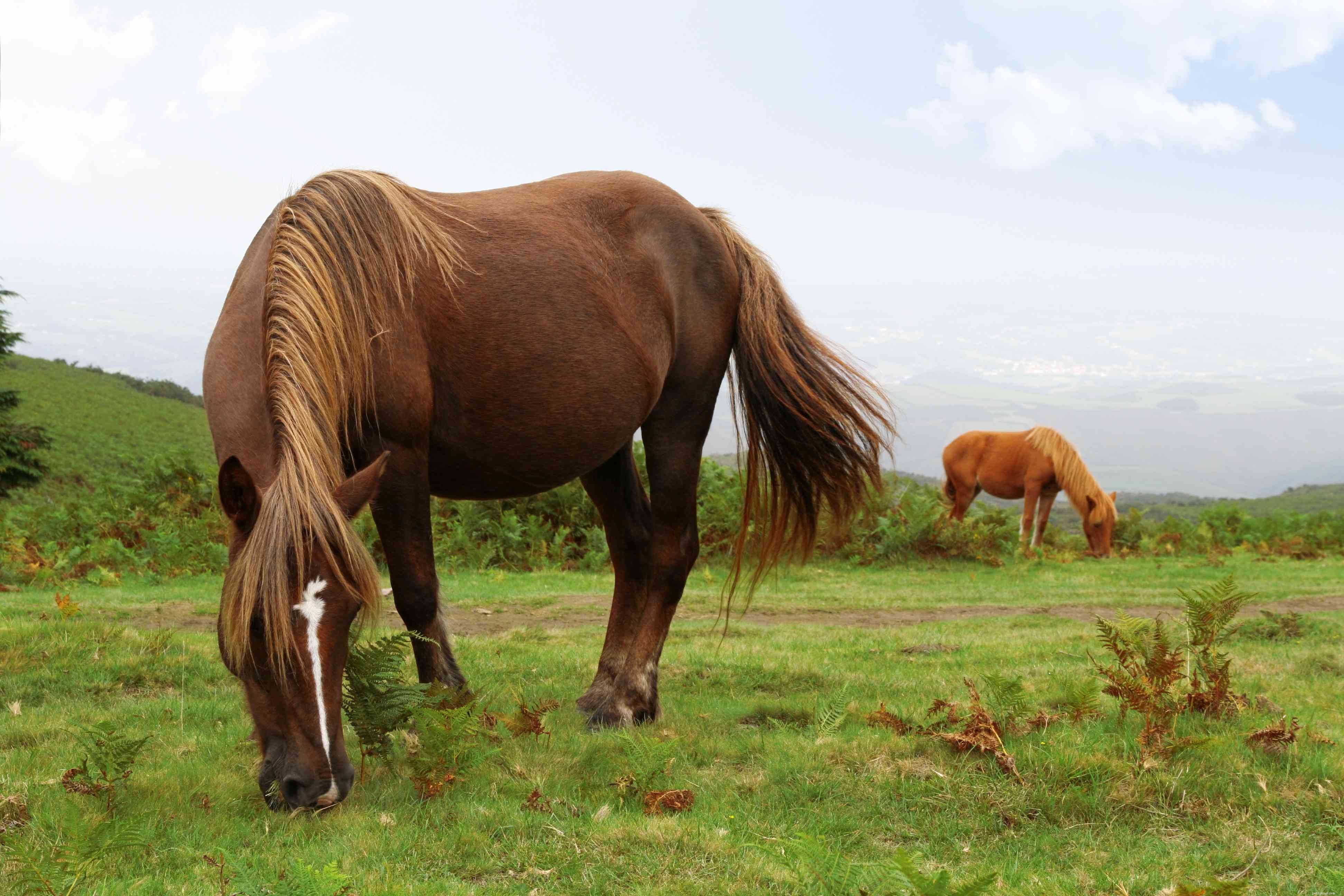 10 bästa spanska hästraser