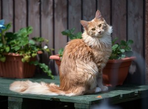 15 melhores raças de gatos americanos