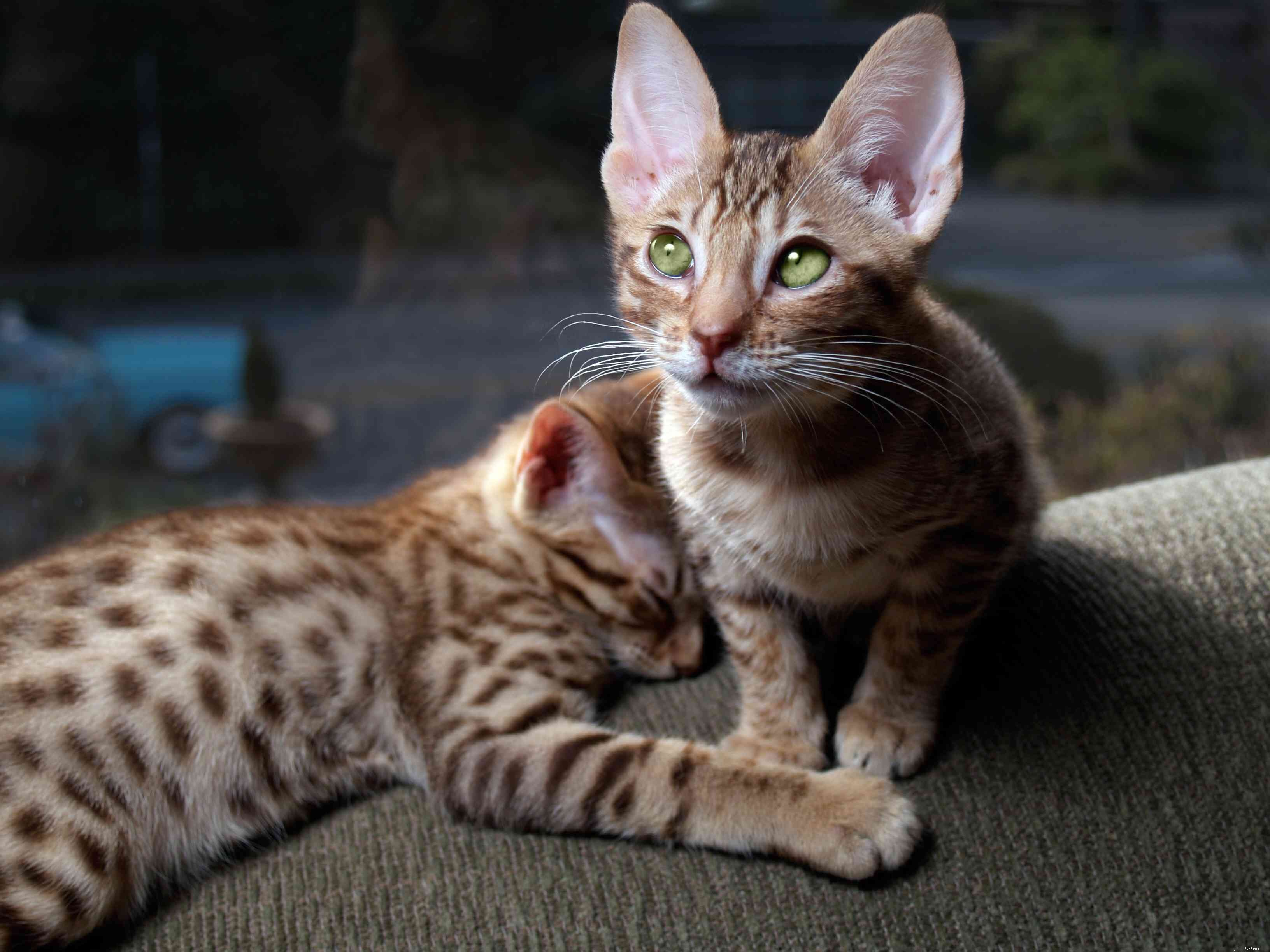 15 beste Amerikaanse kattenrassen