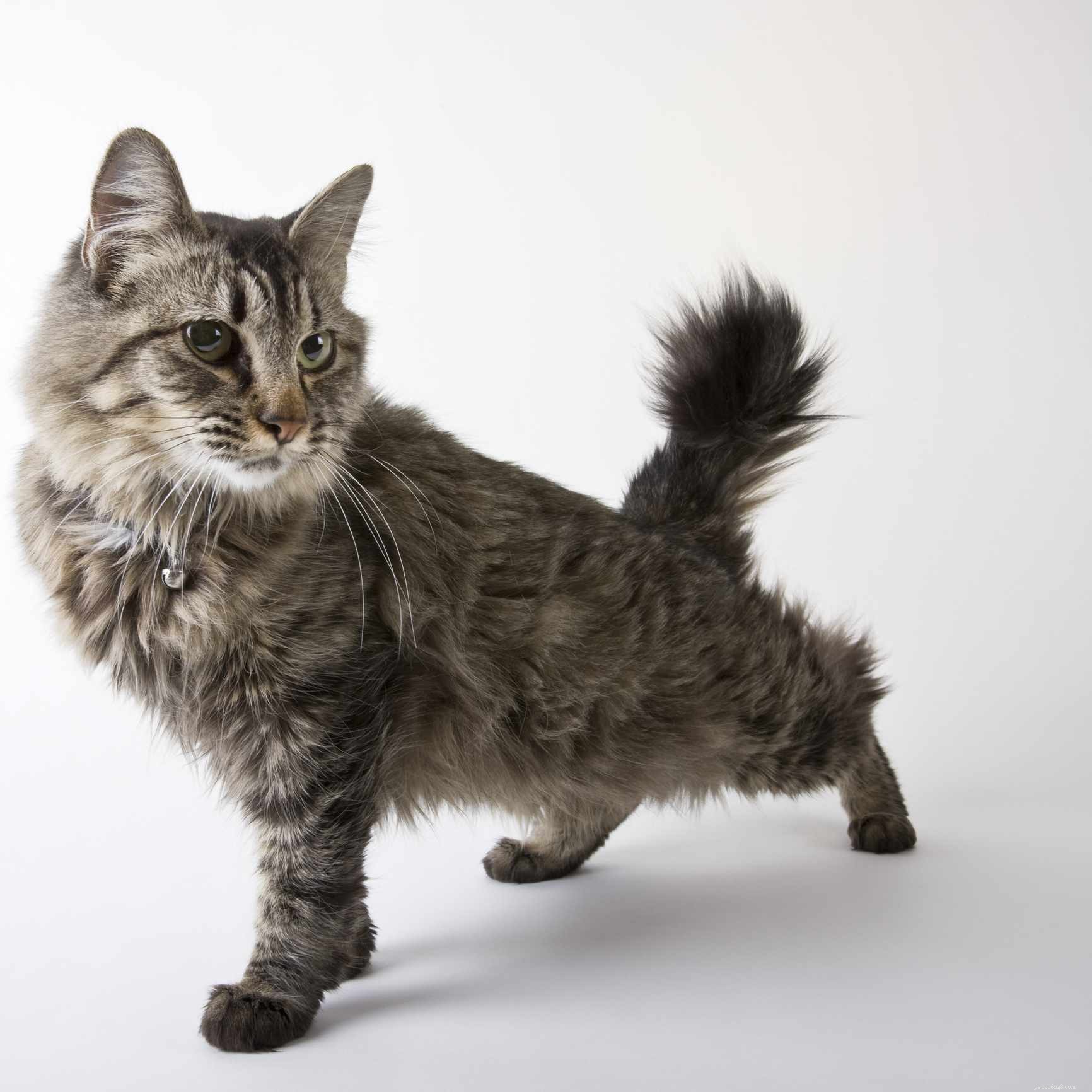 15の最高のアメリカの猫の品種 