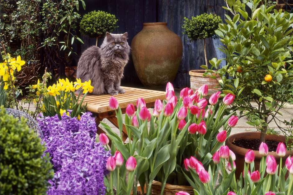 Vanliga trädgårdsväxter som är giftiga för katter