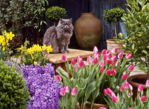 Běžné zahradní rostliny, které jsou toxické pro kočky