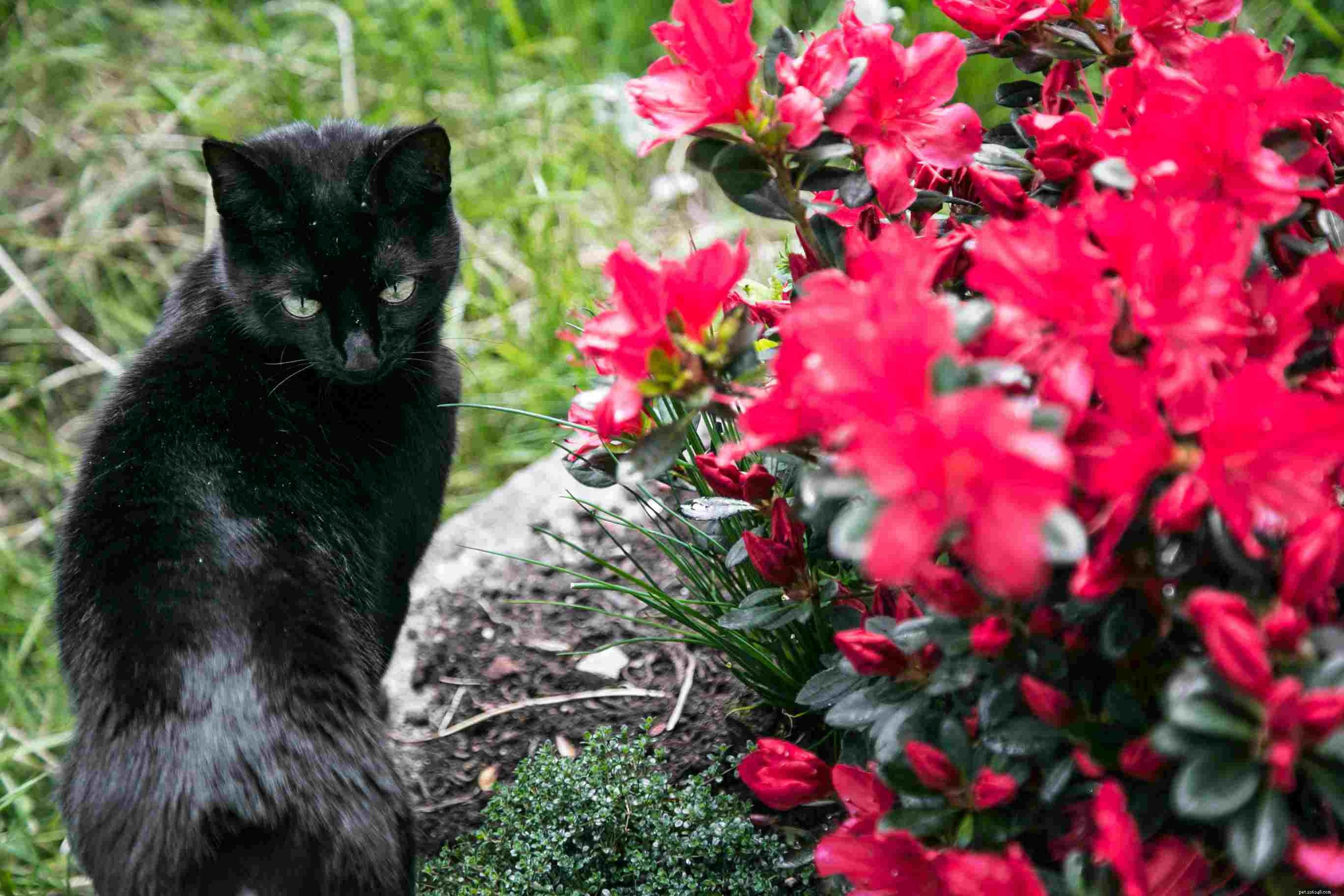 Vanliga trädgårdsväxter som är giftiga för katter