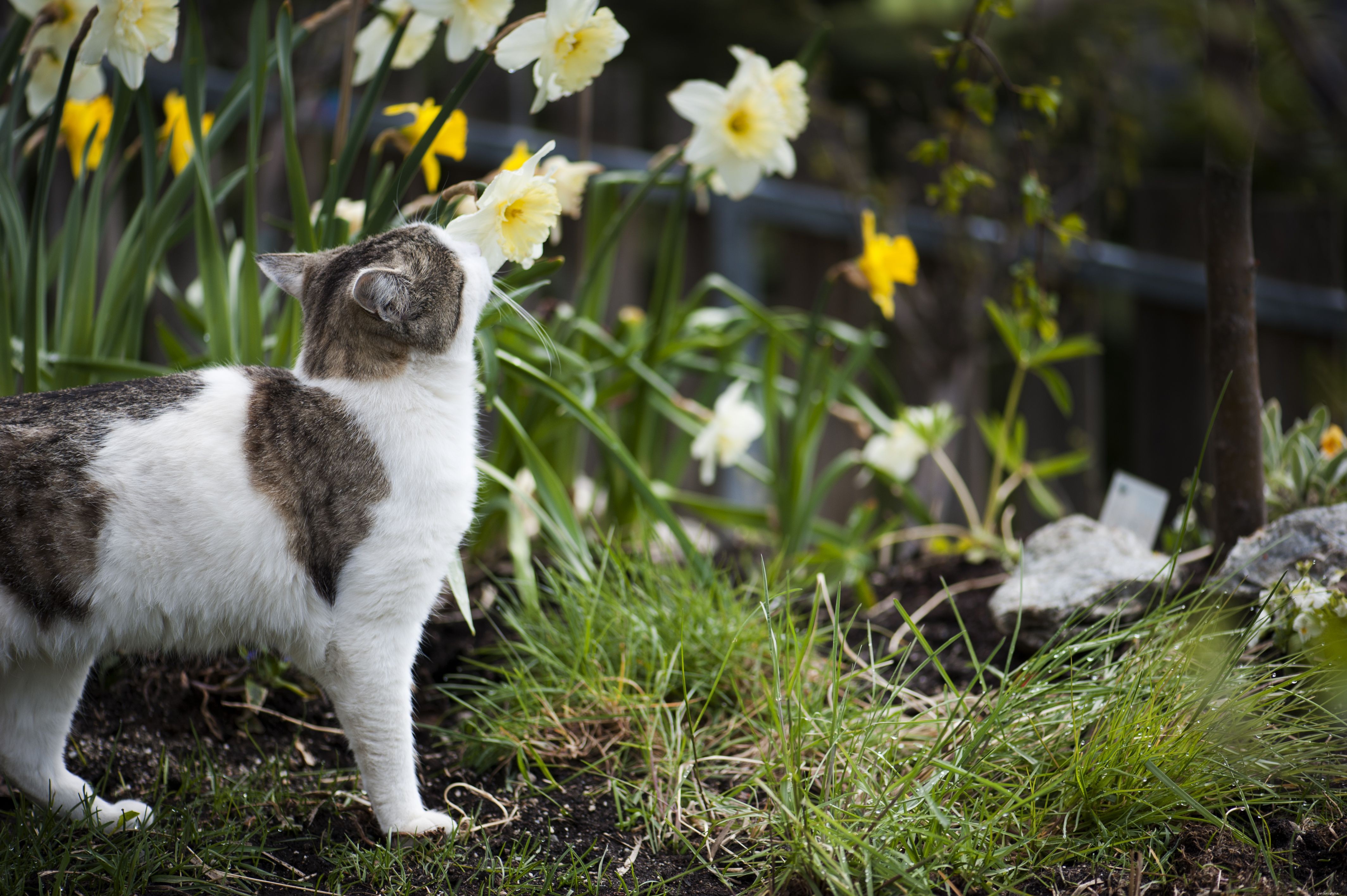 Обычные садовые растения, токсичные для кошек