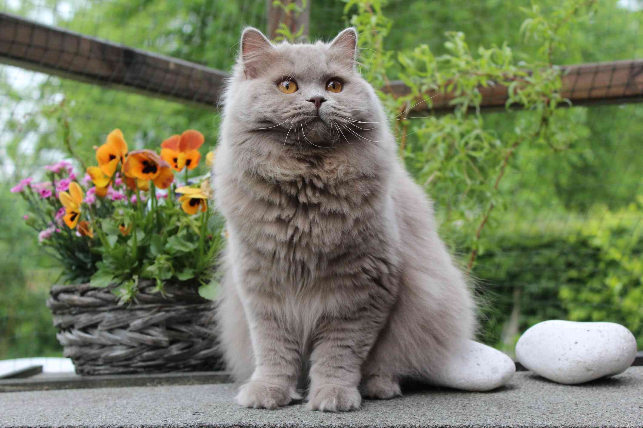 10 beste Britse kattenrassen